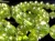 ペリドット かんらん石 誕生石 ハワイアンダイアモンド ブレスレット