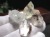 アポフィライト 魚眼石 結晶 原石 ゼオライト