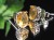 天然石 ピアス アクセサリー Silver925
