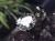 ペンダント.アクセサリー 天然石 Silver925 パワーストーン