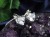 ペンダント アクセサリー 天然石 Silver925 パワーストーン