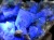 フローライト 原石 結晶 イングランド産 ダイアナマリア鉱山