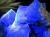 フローライト 原石 結晶 イングランド産 ダイアナマリア鉱山