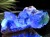 フローライト 原石 結晶 イングランド産 ダイアナマリア鉱山