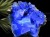 フローライト 原石 結晶 イングランド産 ダイアナマリア鉱山