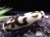 水蓮花白天珠 白天珠 至純天珠 天珠 しろてんじゅ