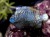 ディスカス 置物 ラブラドライト 熱帯魚の王様 彫刻