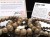 WORLDPOWERSWOOD　世界銘木協会　正規販売店　パワーズウッド　天然木