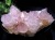 ラベンダーアメジスト 紫水晶 スピリットクォーツ カクタスクォーツ サボテンクォーツ