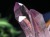 アメジスト ベラクルスアメジスト 結晶 原石 ツーソン