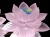 蓮 クリスタルガラス ロータス 置物 蓮の花
