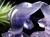 フローライト,蛍石,縁起物,置物,イルカ