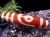 銀線,シルバー,馬蹄痕,紅天珠,魔除け,天珠,チベット
