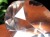 水晶 クォーツ レムリアンシード ブリリアントカット ダイヤモンドカット