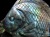 ディスカス 置物 ラブラドライト 熱帯魚の王様 彫刻