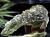 モルダバイト モルダウ石 テクタイト 原石 隕石