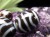 小天珠 至純天珠 天珠 てんじゅ