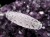 二十一眼天珠 水晶 クリスタル 天珠