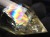 シトリン ヴォーゲルワンド 黄水晶 スピリチュアル 11月の誕生石