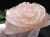 ローズクォーツ 薔薇 彫刻置物 クォーツ 天然石