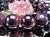 サファイア ブレスレット ルビー コランダム パーティカラードサファイア