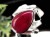 ルビー ペンダント ネックレス 紅玉 ruby