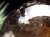 ゴールドルチルクォーツ 丸玉 スフィア 金針水晶 ルチル