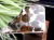 セリコ隕石 パラサイト隕石 プレート SERICHO 石鉄隕石