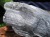 ザギマウンテンクォーツ 原石 ザギマウンテン 水晶 ヒーラー