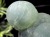 プレナイト 葡萄石 原石 エピドート ぶどう石 プレーナイト