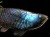 アロワナ 置物 ラブラドライト 龍魚 彫刻