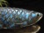 アロワナ 置物 ラブラドライト 龍魚 彫刻