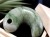キツネ石 勾玉 ロディン岩 糸魚川