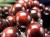 レッド タイガーアイ 虎目石 ブレスレット 金運 天然石