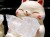 猫 招き猫 ネコ 置物