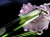 天然琥珀 グリーンアンバー ペンダント Silver925 バルト海産