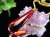 天然琥珀 グリーンアンバー ペンダント Silver925 バルト海産