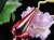 天然琥珀 グリーンアンバー ペンダント Silver925 バルト海産