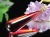 天然琥珀 グリーンアンバー ペンダント Silver925 バルト海産