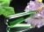 天然琥珀 グリーンアンバー ペンダント Silver925 バルト海産