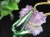 天然琥珀 グリーンアンバー ペンダント Silver925 バルト海産