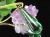 天然琥珀 グリーンアンバー ペンダント Silver925 バルト海産