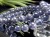 アイオライト きんせい石 ブレスレット Iolite 菫青石