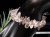 エレスチャルクォーツ 骸骨水晶 ブレスレット グラファイト パワーストーン