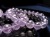 ラベンダーフローライト 蛍石 ブレスレット パープルフローライト ふろーらいと