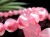 ロードナイトシリカ 薔薇輝石 ブレスレット ロードナイトインクォーツ ロードナイト