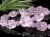 ラベンダーアメジスト 紫水晶 ブレスレット 貔貅 ヒキュウ