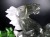 馬 天然水晶 万能の石 浄化 置物