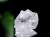 フェナカイト 結晶 原石 フェナサイト ロシア産