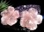 ローズクォーツ 紅石英 桜 さくら 国花